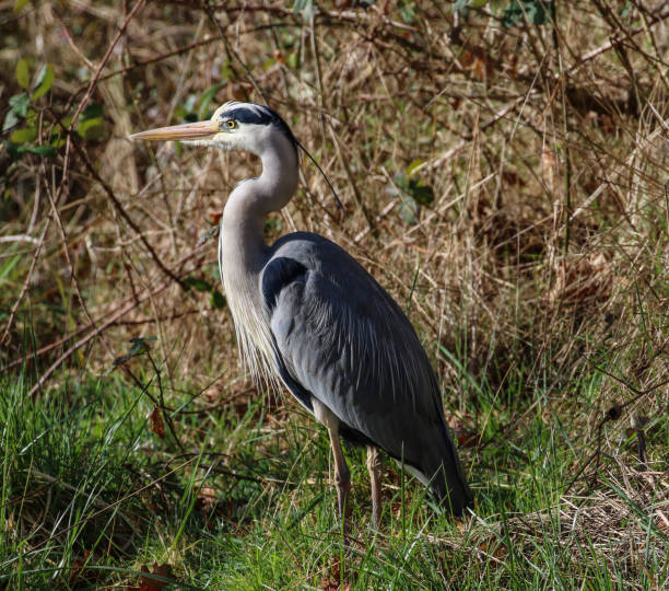 istock Heron at Hardway Gosport 1136413873