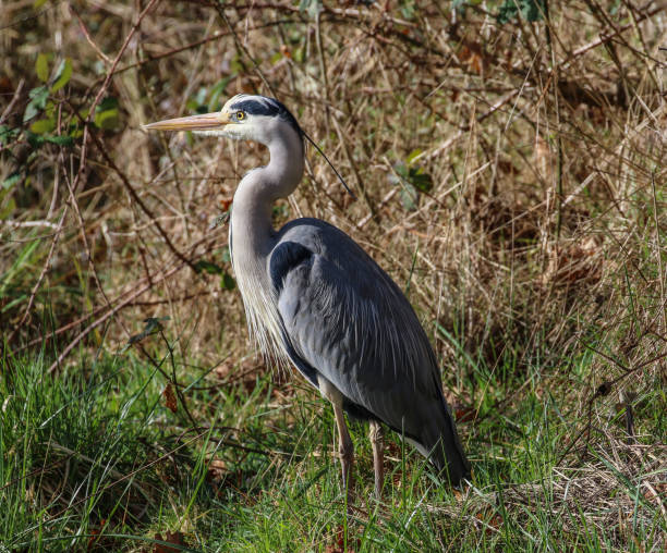 istock Heron at Hardway Gosport 1136413882