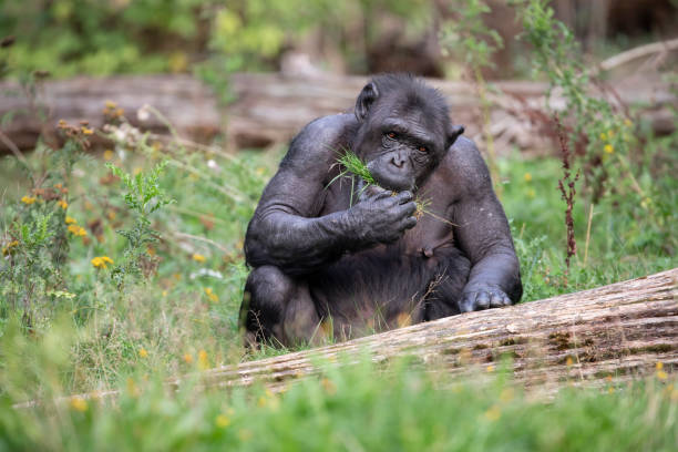 istock Female Chimpanzee eating grass in nature 1136413919