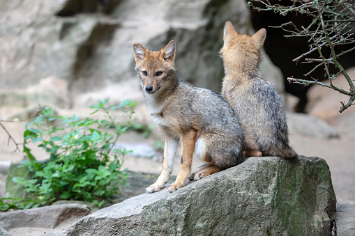Cute family of Golden jackal foxes in natural habitat