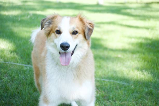 istock Happy Red Border Collie Dog on a Sunny Day 1136414668