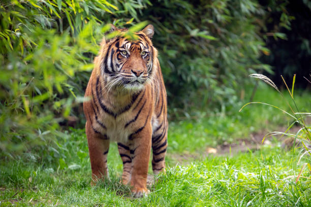 istock beautiful tiger on green natural background 1136415027