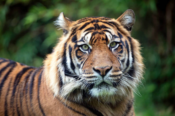 istock beautiful tiger on green natural background 1136415156