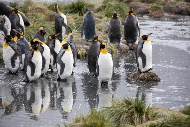 niedliche wilde tierfreunde seine freiheit - antarctica penguin bird animal stock-fotos und bilder