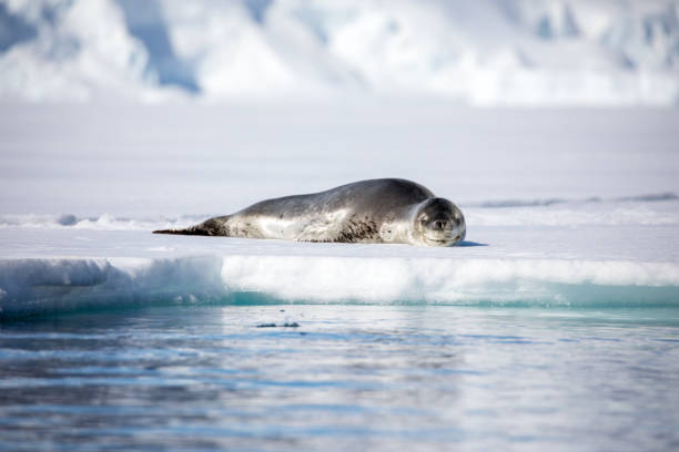 istock cute wild animal loves his freedom 1136415905