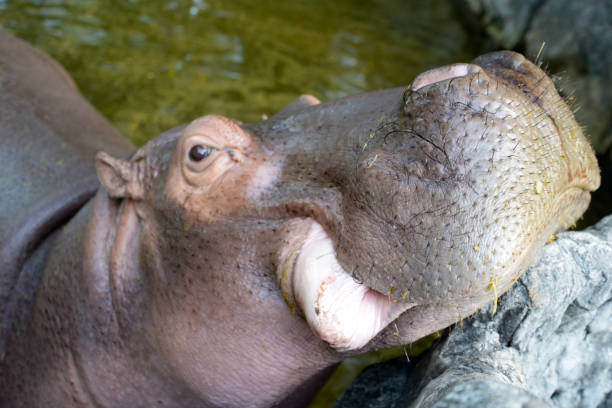 hipopótamo - hippopotamus amphibian sleeping hippo sleeping - fotografias e filmes do acervo