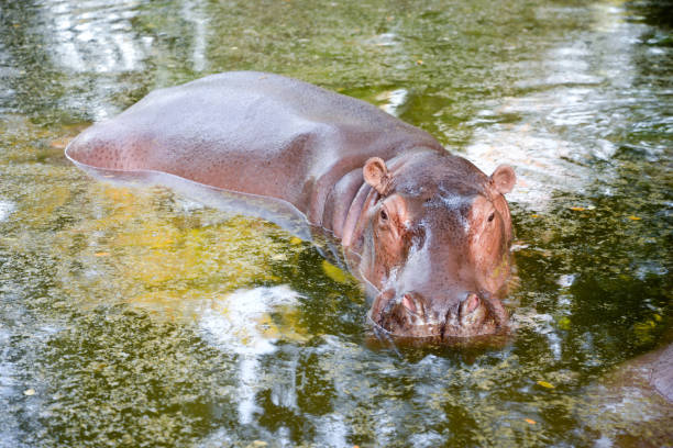 hippopotamus - hippopotamus amphibian sleeping hippo sleeping imagens e fotografias de stock