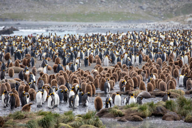 niedliche wilde tierfreunde seine freiheit - antarctica penguin bird animal stock-fotos und bilder