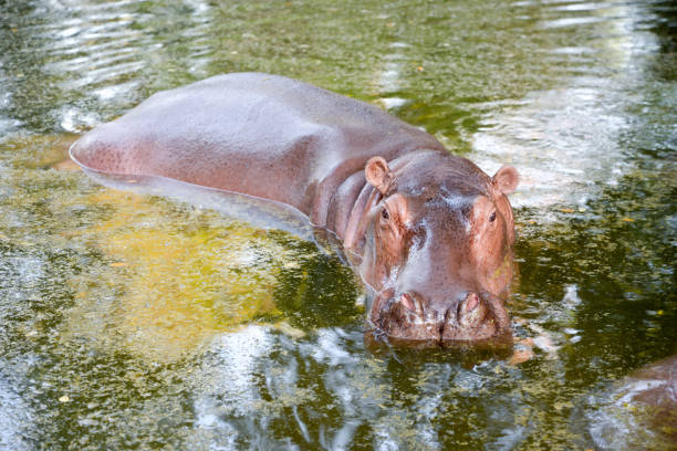 hipopótamo - hippopotamus amphibian sleeping hippo sleeping fotografías e imágenes de stock