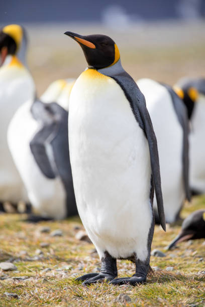 istock cute wild animal loves his freedom 1136417526