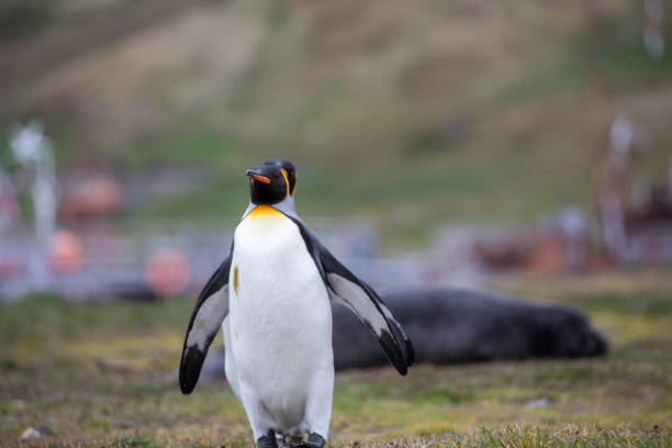 niedliche wilde tierfreunde seine freiheit - antarctica penguin bird animal stock-fotos und bilder