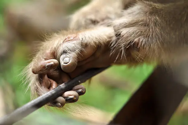 Features finger and the hand grip to climb of Gibbon.