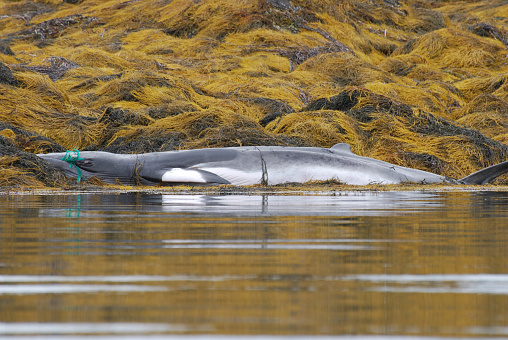 Whale with his mouth tangled in a fishing net.