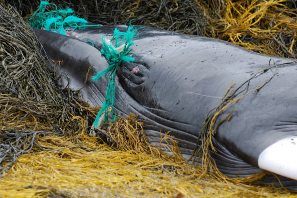 giovane balenottera minke su una barriera corallina con una rete da pesca intorno alla sua bocca - dead animal foto e immagini stock