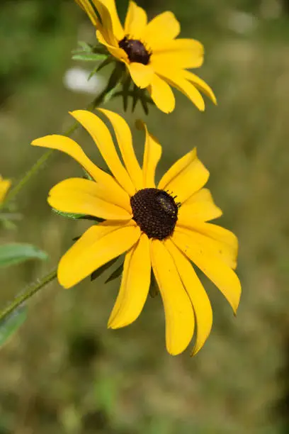 Absolutely stunning blooming black eyed Susan flower blossom.