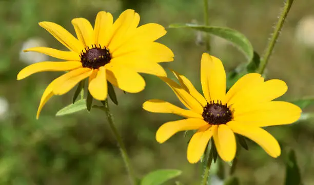 Pretty pair of blooming black eyed Susan flowers in bloom.