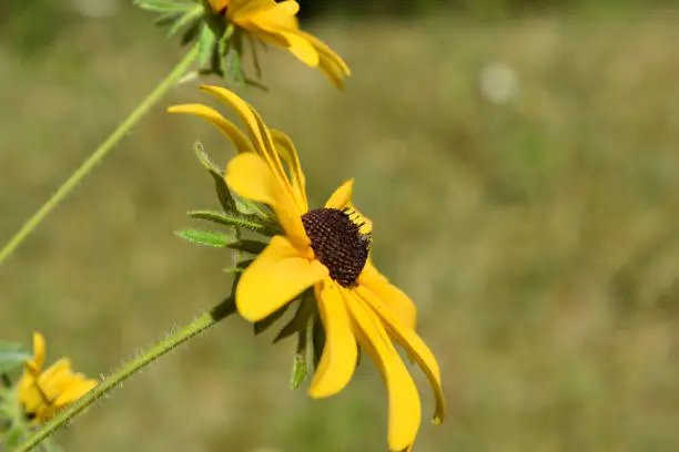 Summer day with a blooming black eyed Susan flower blossom.