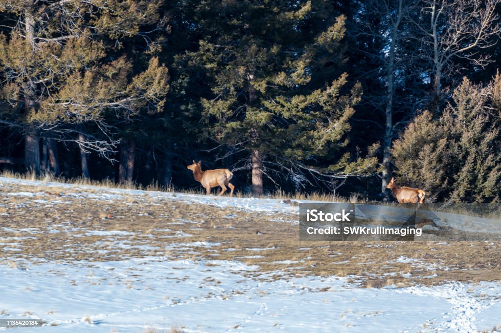 Elk on the Ridge Small herd of Rocky Mountain Elk on a ridge high in the Colorado Rockies at the edge of the winter wilderness Animal Stock Photo