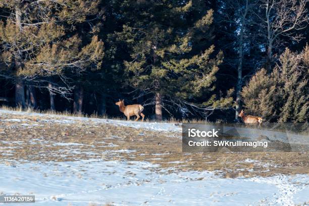 Elk On The Ridge Stock Photo - Download Image Now - Animal, Animal Wildlife, Animals In The Wild