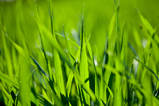 Stock photo showing close-up, elevated view of patchy lawn treated with weed killer ready to be covered in topsoil and sown with grass seed as part of early-Summer lawn maintenance.