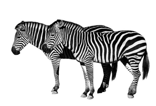 istock Young beautiful zebras isolated on white background. 1136423096