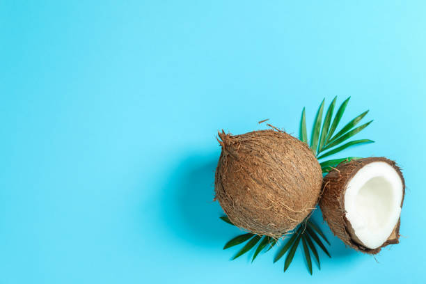 istock Two coconut one of which split with palm branch on color background 1136423197
