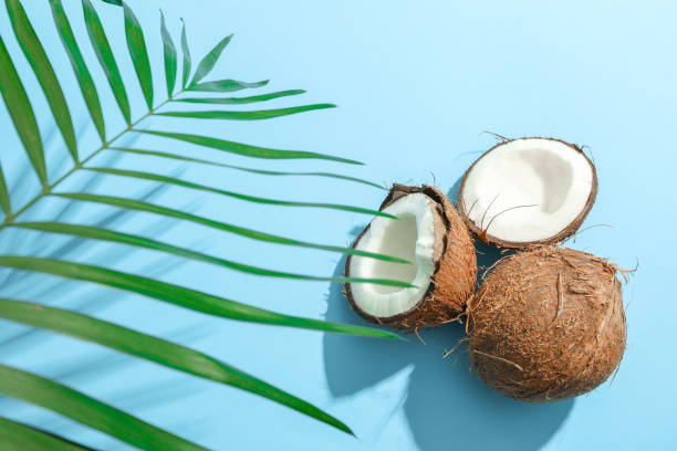 istock Two coconut one of which split with palm branch on color background 1136423211