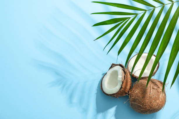 istock Two coconut one of which split with palm branch on color background 1136423219