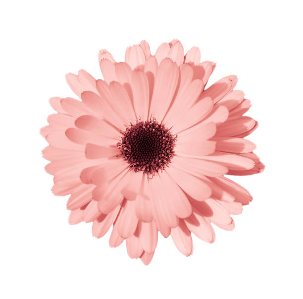 istock Coral daisy or chamomile isolated on white background. 1136423227