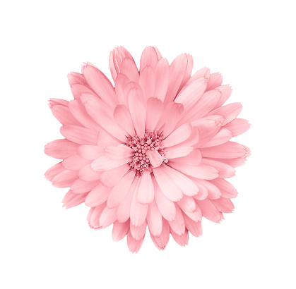 Coral or pink daisy, chamomile isolated on white background. Camomile flower head close up. Deep focus.