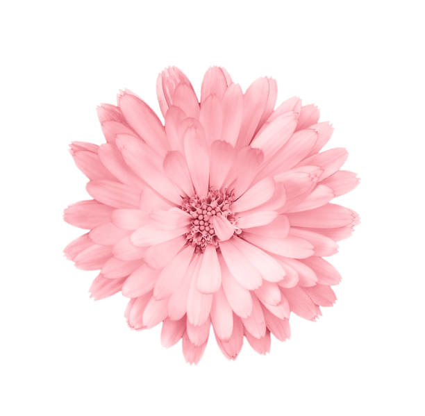 Photo of Coral or pink daisy, chamomile isolated on white background.
