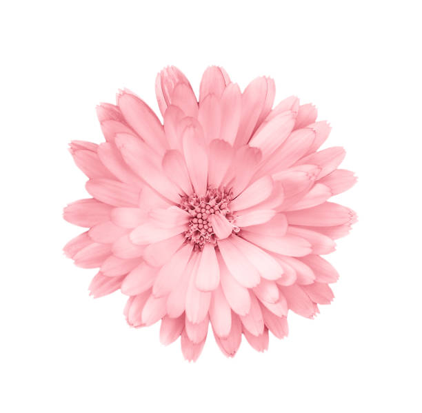 coral or pink daisy, chamomile isolated on white background. - cabeça de flor imagens e fotografias de stock