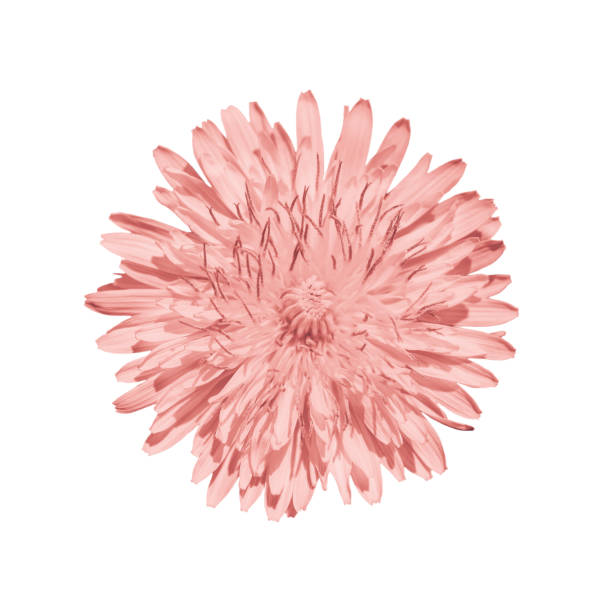 istock Dandelion flower isolated on white background. 1136423758