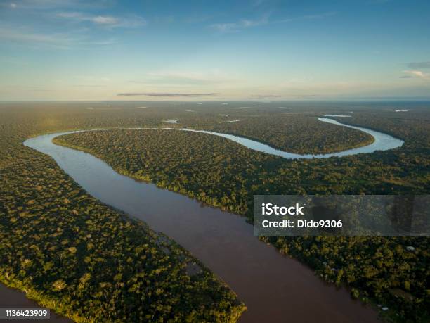 Javari River Stock Photo - Download Image Now - Amazon Region, Amazon Rainforest, Forest