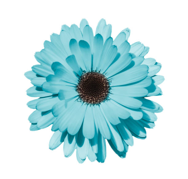 青デイジーまたはカモミール白の背景に分離. - flower spring white blue ストックフォトと画像