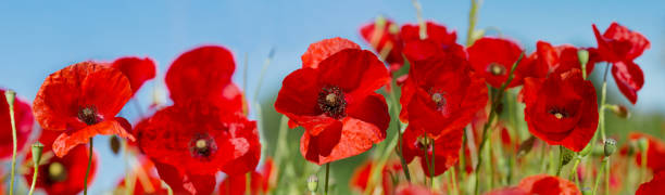 istock red poppy flowers 1136424188