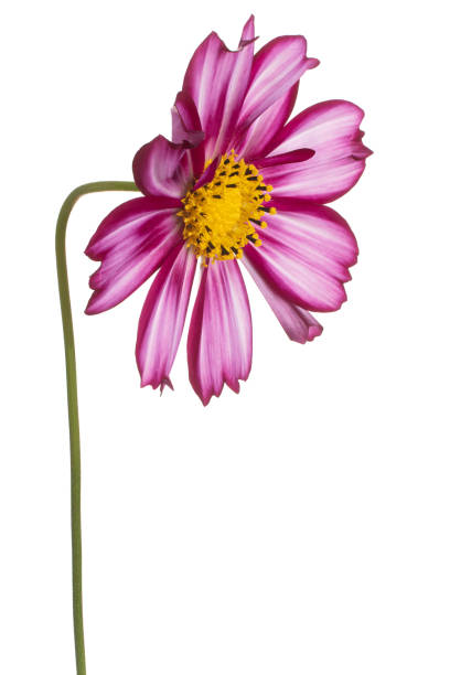 cosmos kwiat odizolowany - daisy marguerite deep focus flower zdjęcia i obrazy z banku zdjęć