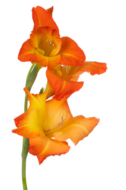 kwiat gladiolus izolowany - gladiolus orange flower isolated zdjęcia i obrazy z banku zdjęć