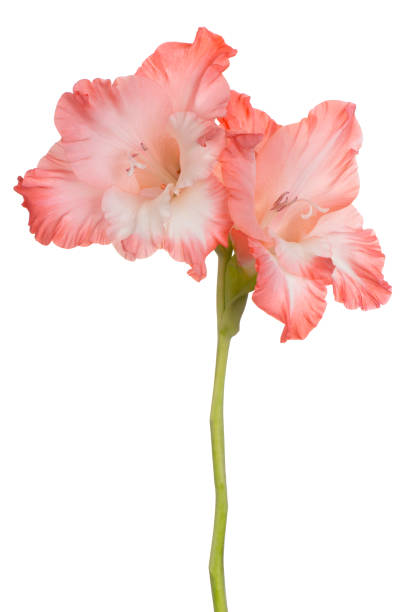 kwiat gladiolus izolowany - gladiolus orange flower isolated zdjęcia i obrazy z banku zdjęć