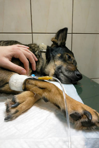 istock dog on treatment with a dropper in a paw 1136426066