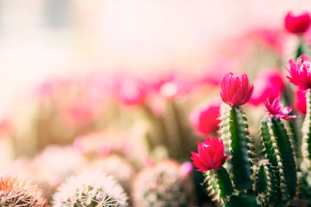 flor espinosa - cactus green environment nature fotografías e imágenes de stock