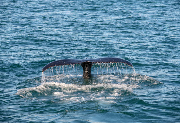 istock Humpback whale on Iceland, from whale watching trip 1136427297