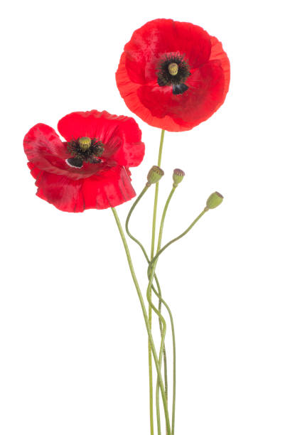 flor da papoila isolada - macro poppy red close up - fotografias e filmes do acervo