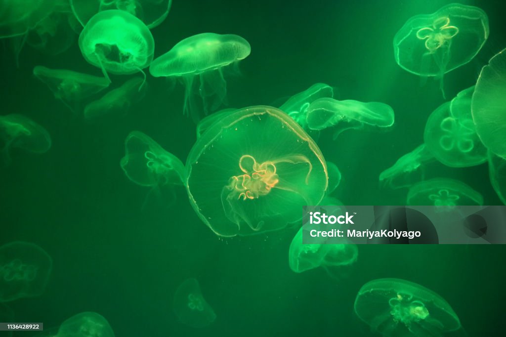 Jellyfish swim in the green waters as the backdrop. Jellyfish swim in the green waters as the backdrop for design. Danger Stock Photo