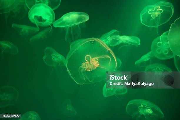 Jellyfish Swim In The Green Waters As The Backdrop Stock Photo - Download Image Now