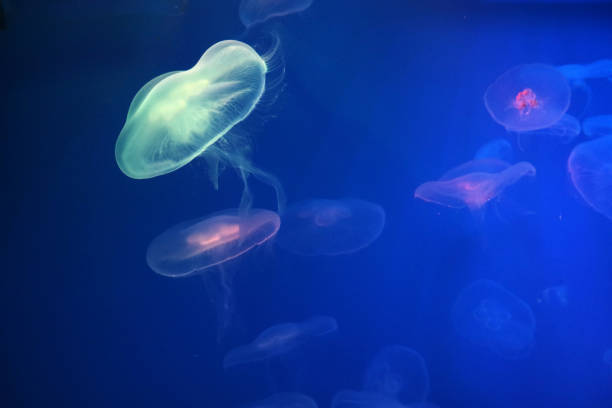istock Aurelia jellyfish glow against the blue water as a background. 1136428942