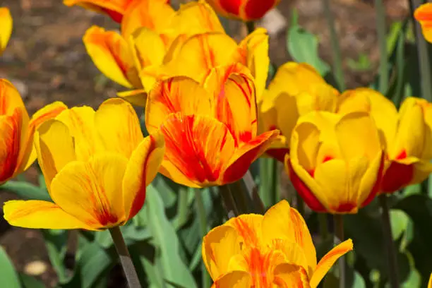 Tulips of the Andre Citroen  species on a flowerbed.