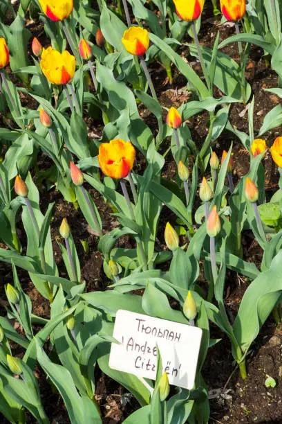 Tulips of the Andre Citroen  species on a flowerbed. Translation of the word on nameplate: "Tulip Andre Citroen"