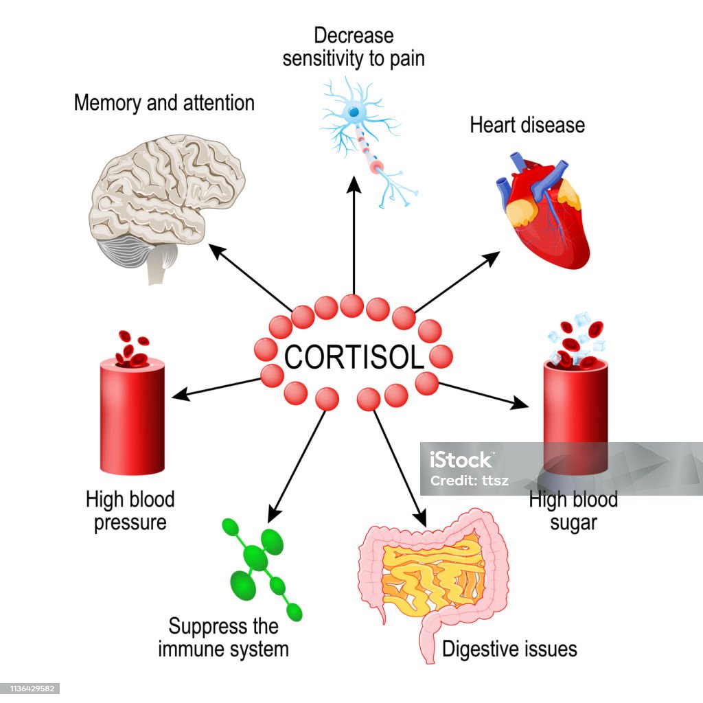 Ilustraci n De Hormona Del Cortisol Funciones En El Cuerpo Y M s ilustraci-n-de-hormona-del-cortisol-funciones-en-el-cuerpo-y-m-s
