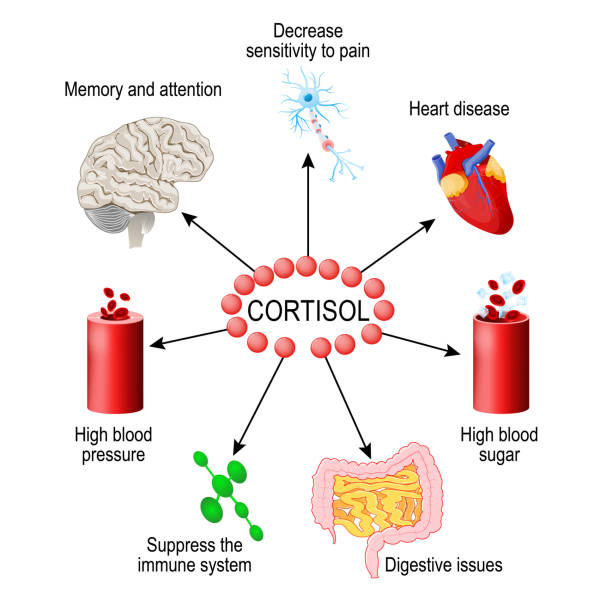 ilustrações de stock, clip art, desenhos animados e ícones de cortisol hormone. functions in the body. - adrenaline